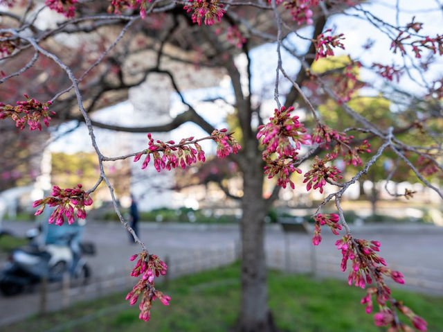 Chasing Sakura at Sumida River Park