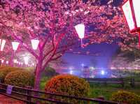 Chasing Sakura at Mobara Park Chiba