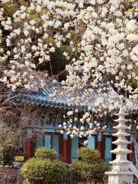 Spring Photography Amidst White Blossoms 📸🌳 