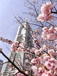 Chasing Sakura at Minato Mirai Yokohama
