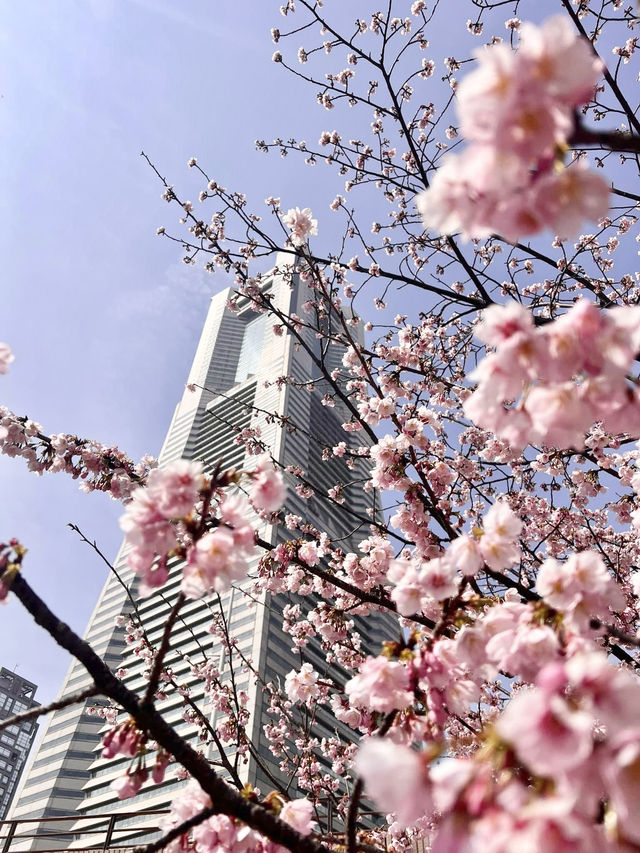 Chasing Sakura at Minato Mirai Yokohama Chasing Sakura at Minato Mirai Yokohama