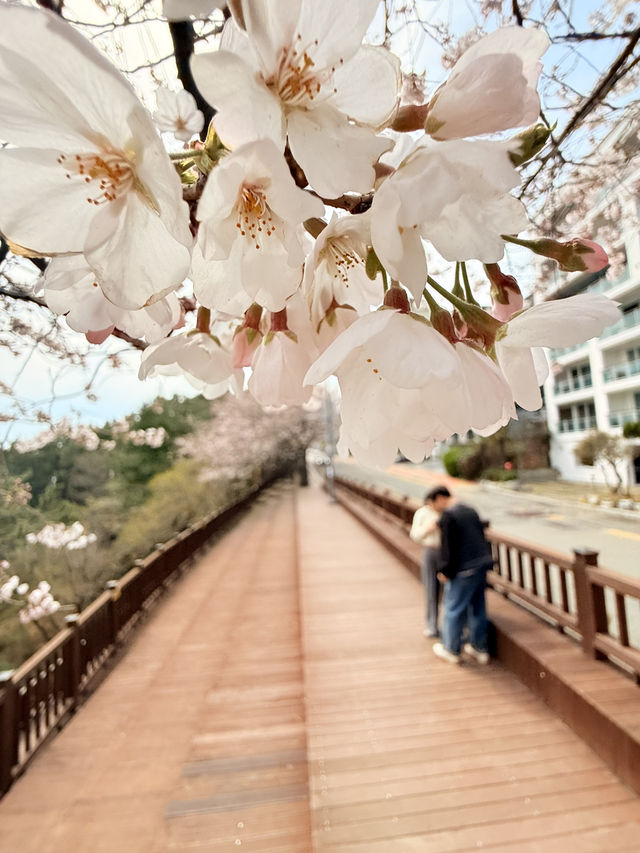 釜山｜迎月路粉色浪漫散步道 臥牛山的浪漫故事