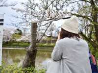 Cherry Blossoms at Tsurugaoka Hachimangu🌸