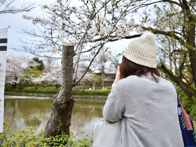 Cherry Blossoms at Tsurugaoka Hachimangu🌸