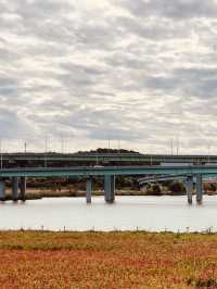 Spring Breeze: A Daytime Stroll Across Expo Bridge