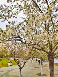 Xuanwu Lake: Nanjing’s Serene Urban Oasis