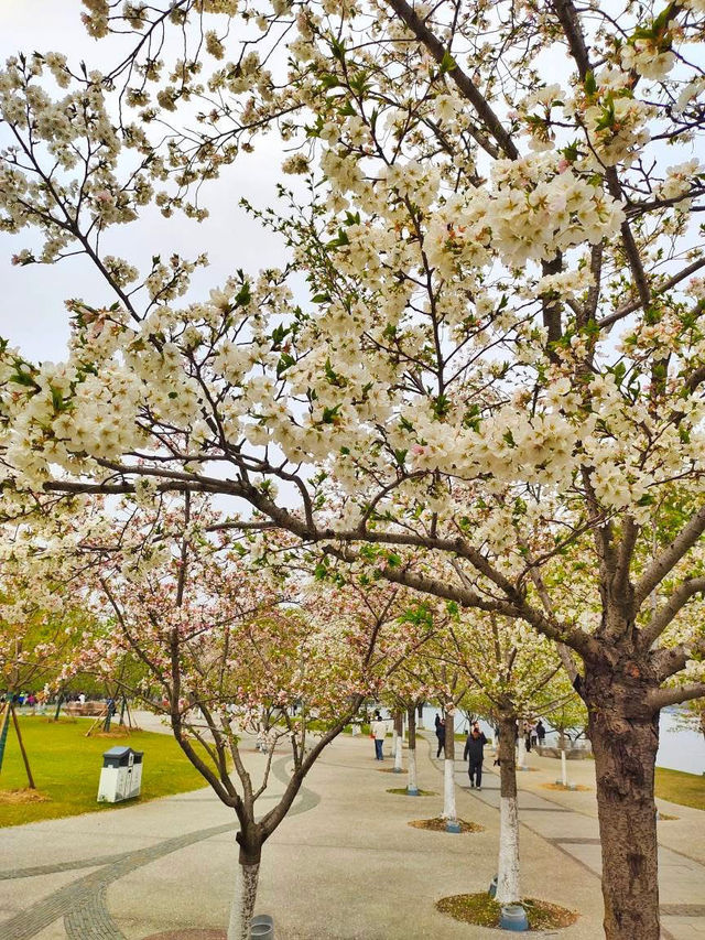 Xuanwu Lake: Nanjing’s Serene Urban Oasis