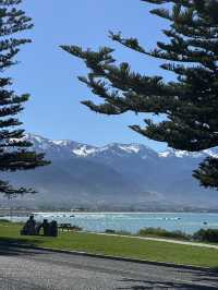 🇳🇿Kaikoura: A Paradise for Whale Watchers and Nature Lovers