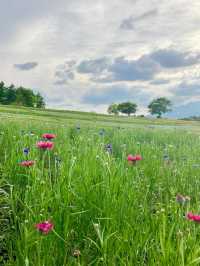 Spring Outing 🌸 Nasu Flower World – A Colorful Floral Paradise