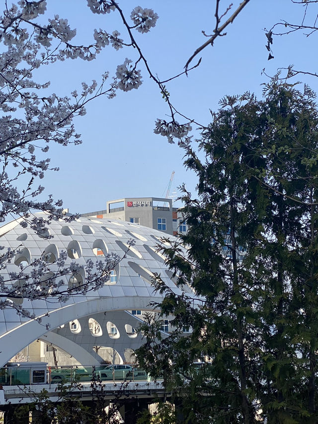 Mokcheok Park's Pink Embrace: A Charming Cherry Blossom Escape