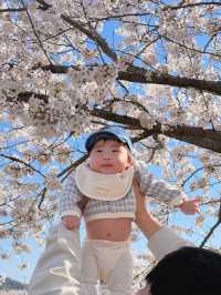 보성 벚꽃 명소
