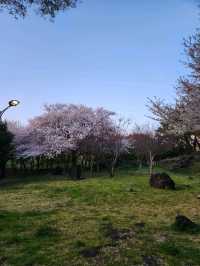 벚꽃과 노을 사이, 제주 신산공원에서 잠시 멈춘 시간🌸🌅