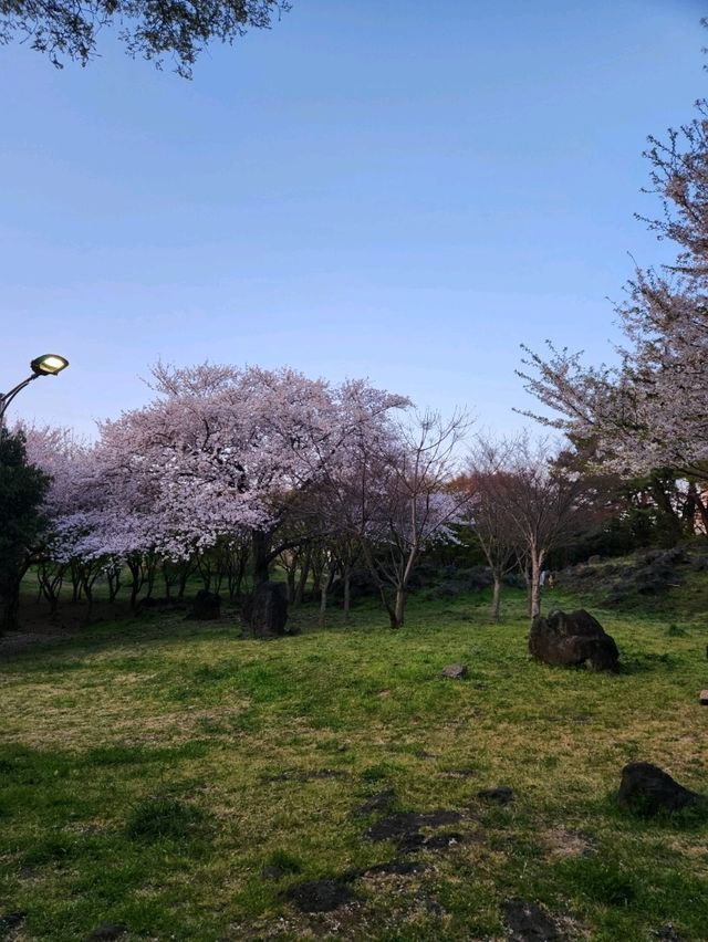 벚꽃과 노을 사이, 제주 신산공원에서 잠시 멈춘 시간🌸🌅