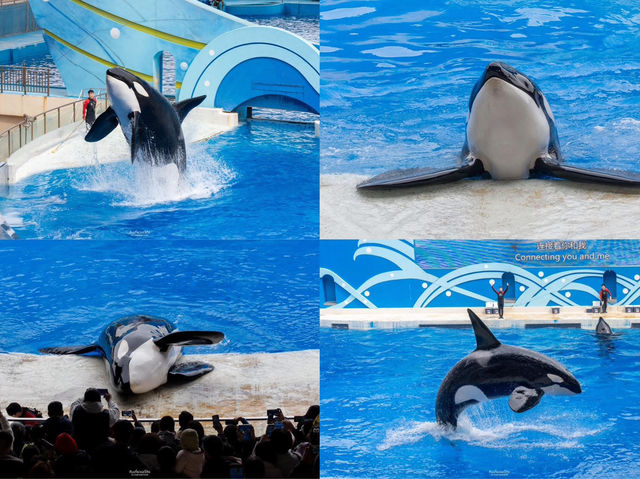 สวนสนุกโลกใต้ทะเล Shanghai Haichang Ocean Park