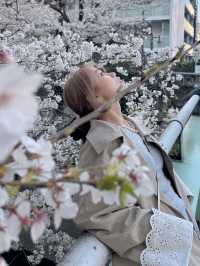 東京賞櫻🌸不要再只去中目黑了～