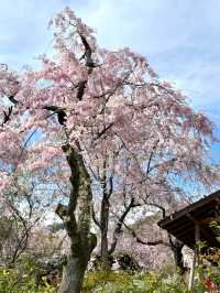 Cherry Blossoms in Full Bloom at Haradani-en