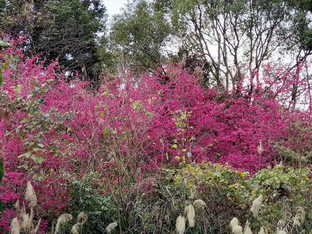 🌸** 山林自然景觀與櫻花浪漫的美麗步道**🌸