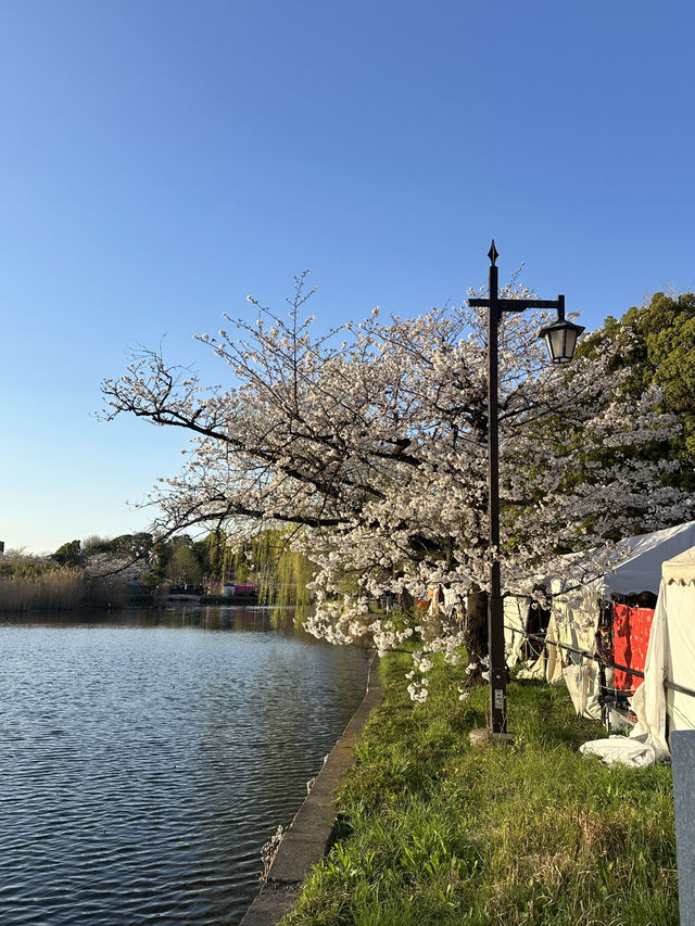 日本百大賞櫻勝地🌸東京上野恩𧶽公園🌸