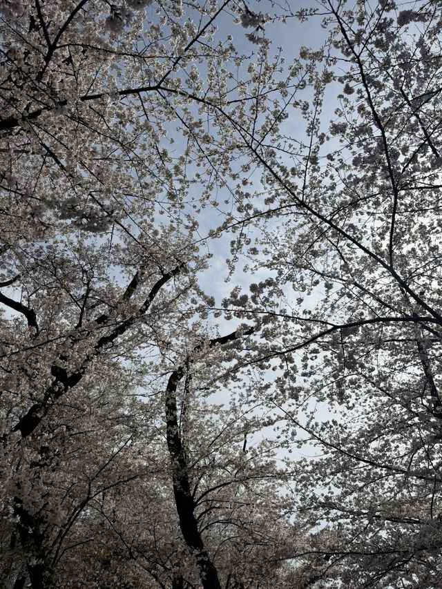 벚꽃 명소의 정석, 우에노 공원🌸
