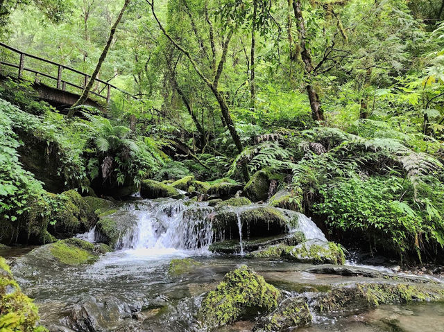 【拉拉山森林園區】走進雲霧中的神木秘境