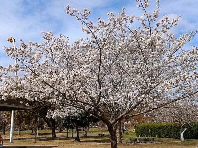 大阪賞櫻-花博公園鶴見綠地，世界各國庭園造景