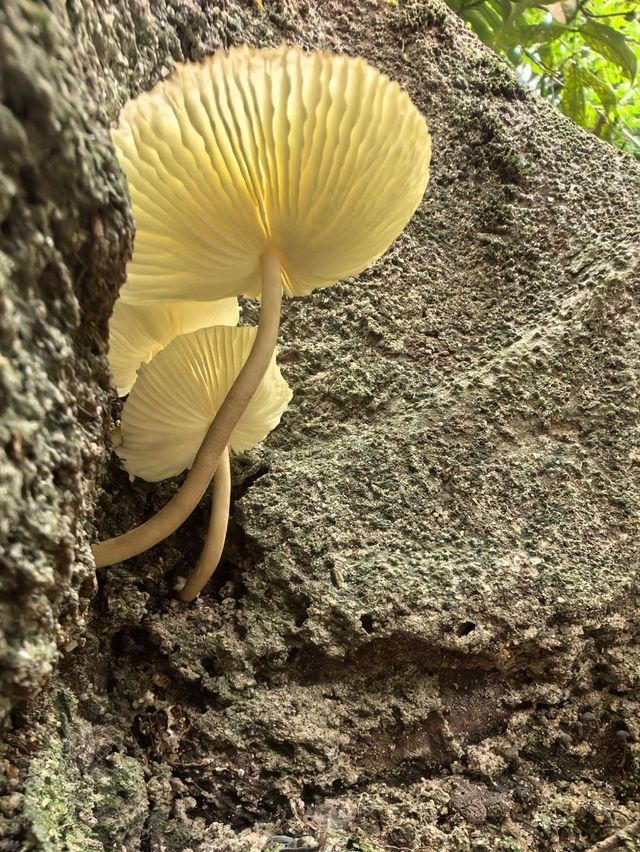 Hiking in Kuala Lumpur city