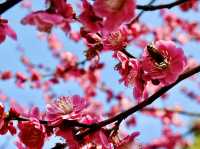 Spring Blossoms in Shanghai 🌸🇨🇳