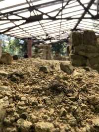 新店第一高峰-獅仔頭山｜古道遺跡探險路線推薦！