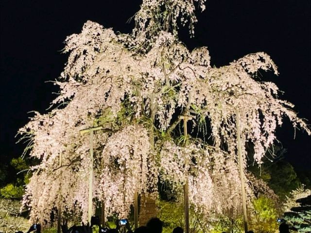 京都車站周邊賞櫻首選---東寺•夜櫻