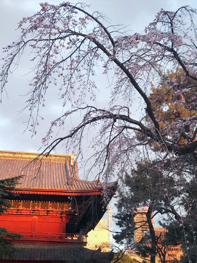【春の夜の東京港区芝地区　田町-増上寺-東京タワー,芝公園-聖オルバン教会-麻布台、神谷町までシティウォーク。】 
