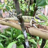 Réserve Peyrieras Madagascar Exotic｜近距離認識馬達加斯加生物