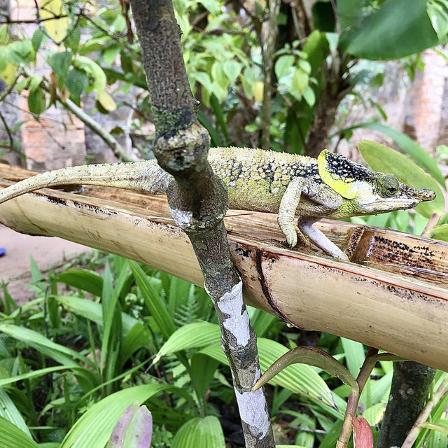 Réserve Peyrieras Madagascar Exotic｜近距離認識馬達加斯加生物