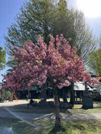 【長野】今だけ!!お城と桜の超穴場スポット