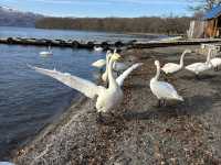 【こんな間近に】白鳥に癒される旅【屈斜路湖・砂湯】
