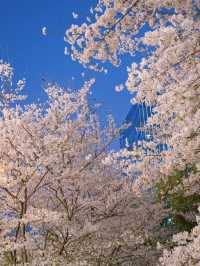 Hidden Cherry Blossom Night Spot in Hangzhou 🌸 Just Like a K-Drama Scene!