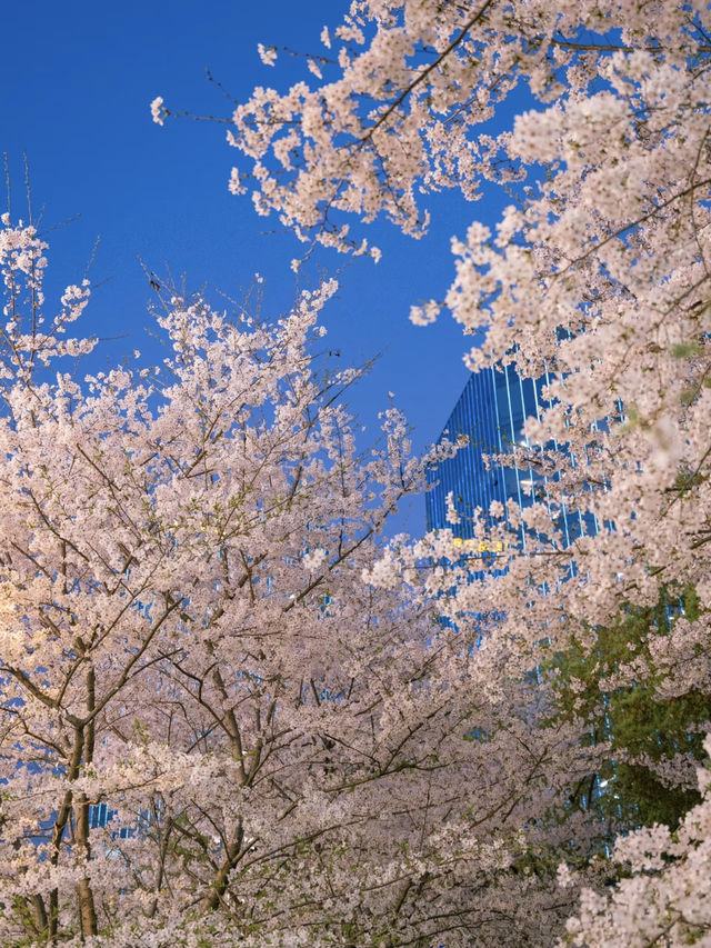 Hidden Cherry Blossom Night Spot in Hangzhou 🌸 Just Like a K-Drama Scene!