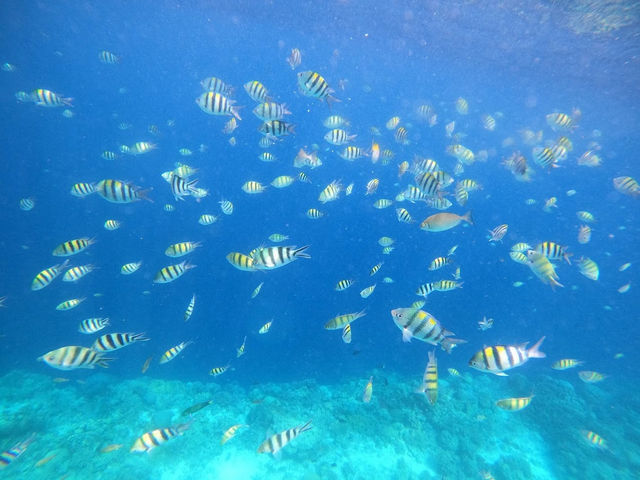 セブ島から行けるおすすめ離島