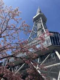 名古屋非預期的賞櫻