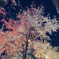 Cherry Blossom Season