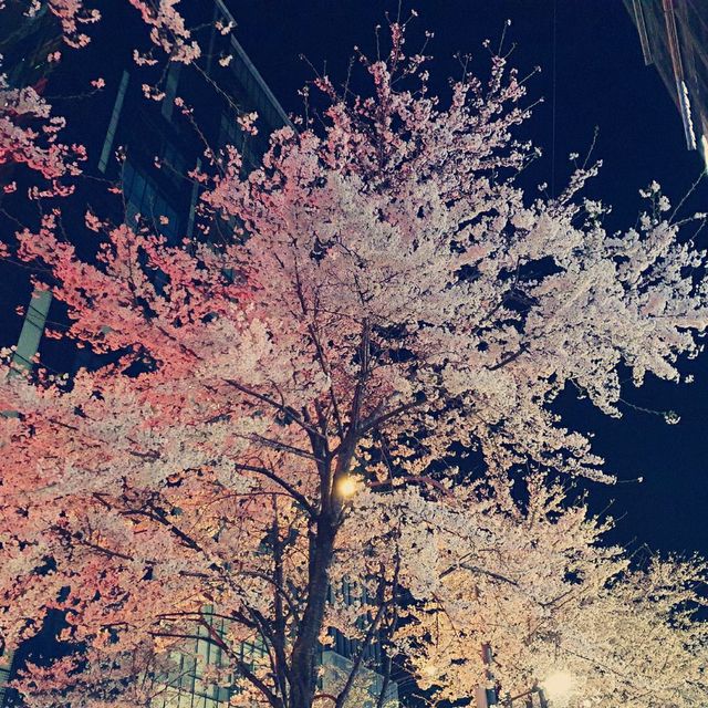Cherry Blossom Season