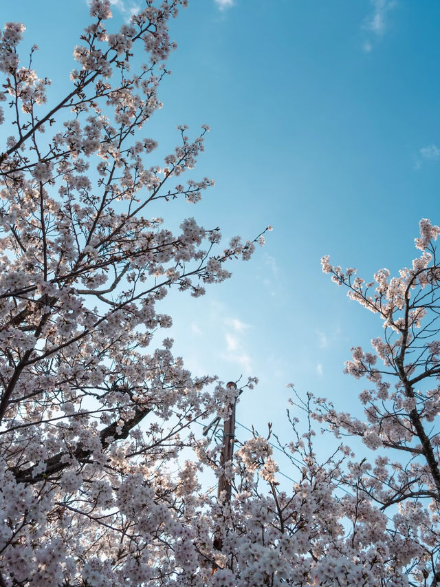 Sakura Serenity: Cherry Blossoms in Wakayama City