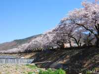 Hakone Cherry Blossoms: A Mountain Retreat in Pink