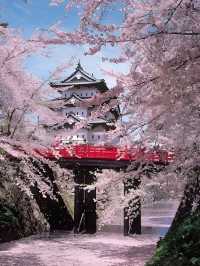 青森弘前城：櫻花簇擁的江戶浪漫 🌸🏯