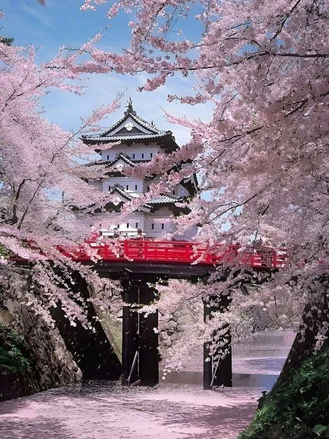 青森弘前城：櫻花簇擁的江戶浪漫 🌸🏯