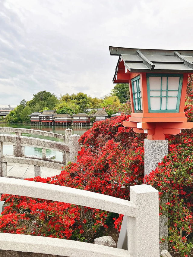 Late April Blossom Alert 🌺: Nagaoka Tenmangu × Kirishima Azaleas