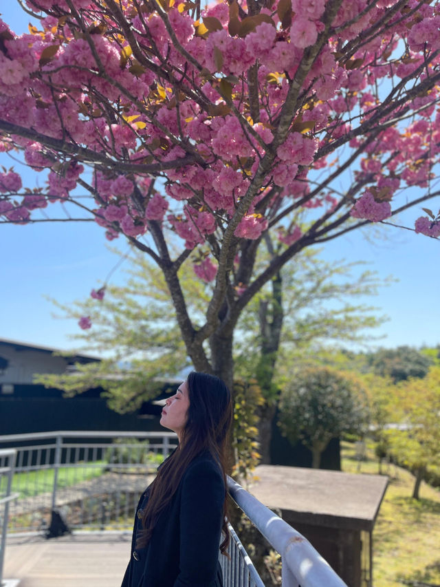 Osaka are a Dream!