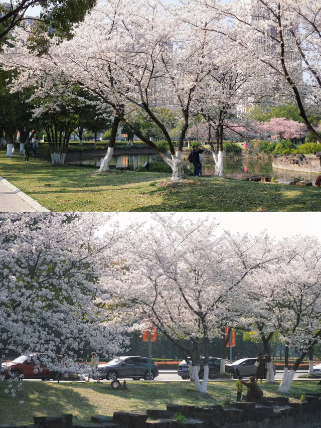 🌸 Spring Sakura Bliss at Changzhou Wenhui Garden 🌞