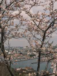 Sakura by the Sea: Enoshima’s Blossoms and Ocean Views