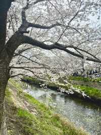千葉県のイチオシ花見スポット🌸