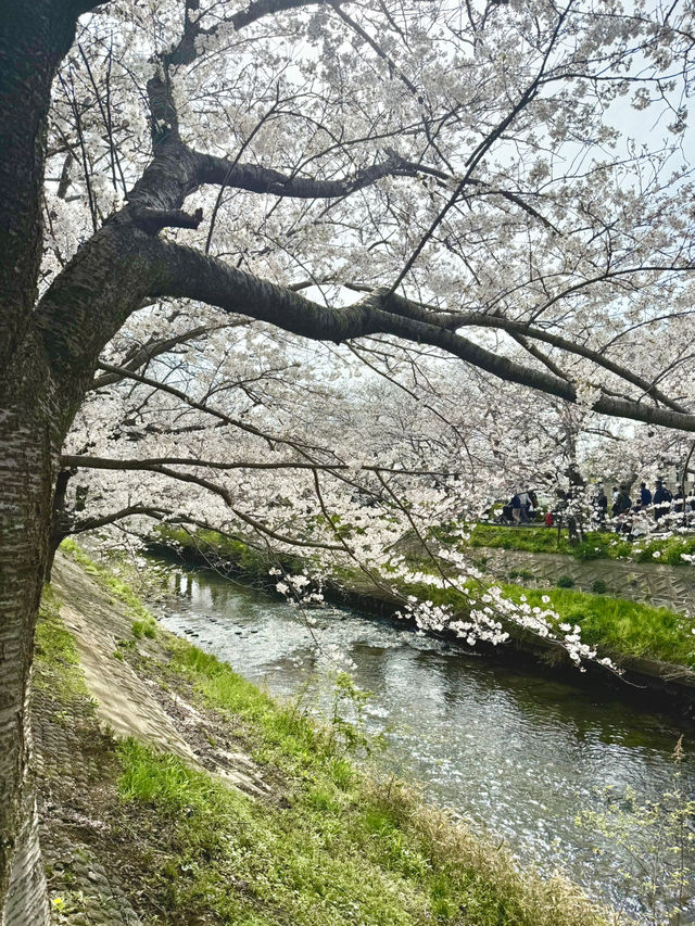 千葉県のイチオシ花見スポット🌸